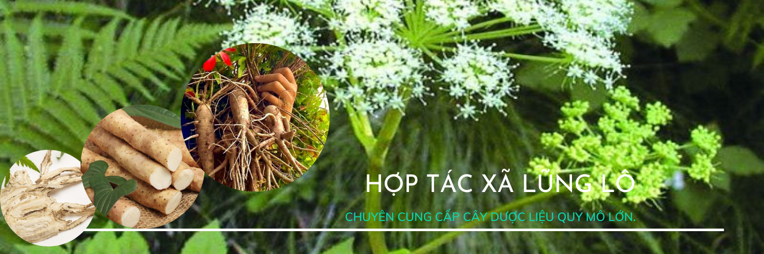 hợp tác xã lũng lô